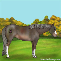 Horse Color:Liver Chestnut Mushroom 