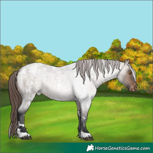 Horse Color:White Spotted Brown Roan Dun Appaloosa 