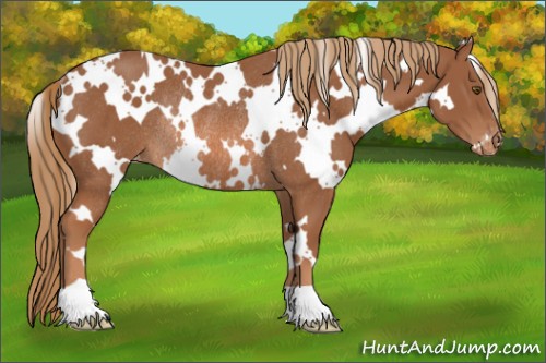 Horse Color:White Spotted Chestnut Appaloosa Rabicano 