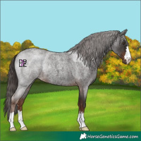 Horse Color:Liver Red Roan 