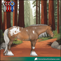 Horse Color:White Spotted Silver Buckskin Tobiano Appaloosa 