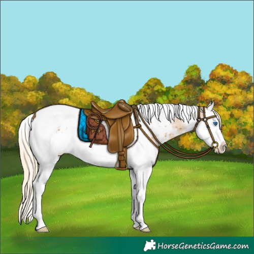 Horse Color:Palomino Splash Tobiano Appaloosa Rabicano 