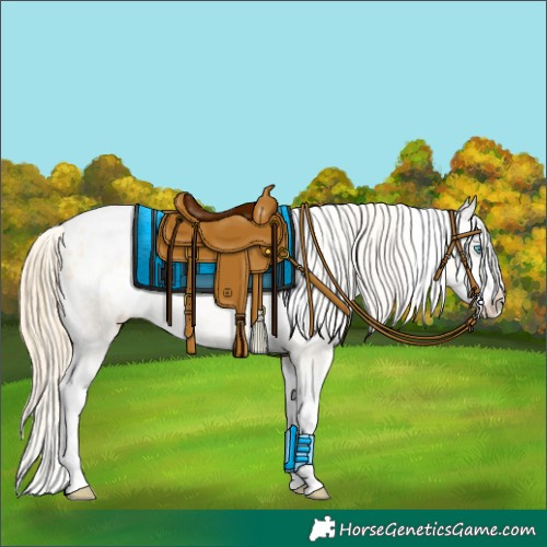 Horse Color:White Spotted Buckskin Pearl Splash Appaloosa Rabicano 
