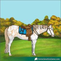 Horse Color:White Spotted Buckskin Dun Sabino Splash Varnish Rabicano 