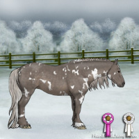 Horse Color:White Spotted Silver Black 