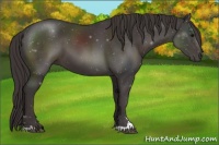 Horse Color:Smoky Black Sabino 