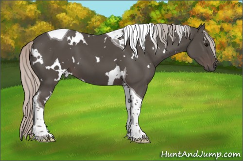 Horse Color:White Spotted Silver Black Tobiano 