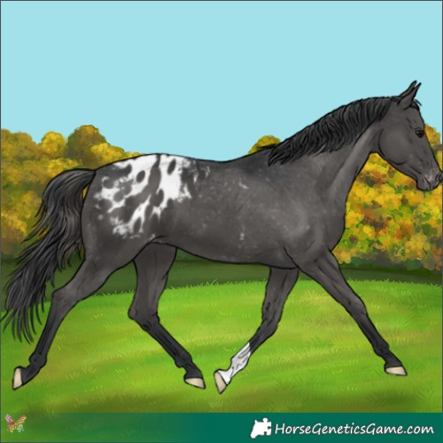Horse Color:Black Appaloosa 
