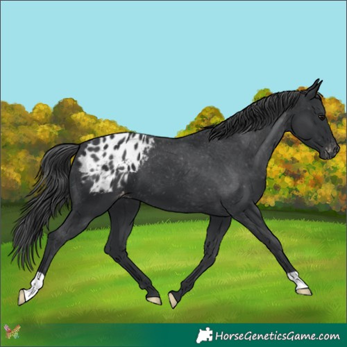 Horse Color:Black Appaloosa
