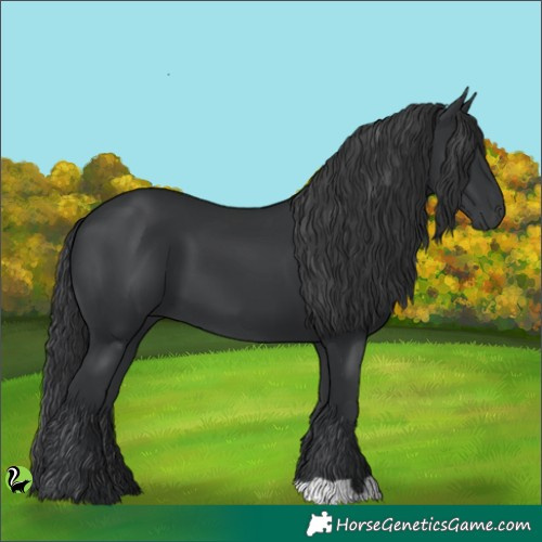 Horse Color:Black 