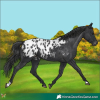 Horse Color:Black Appaloosa 
