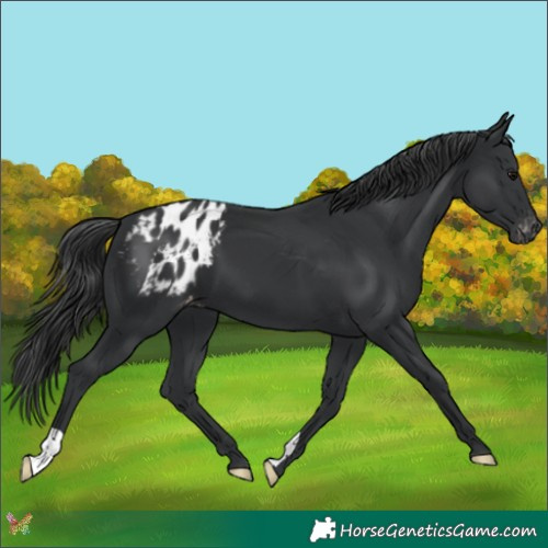 Horse Color:Black Appaloosa 