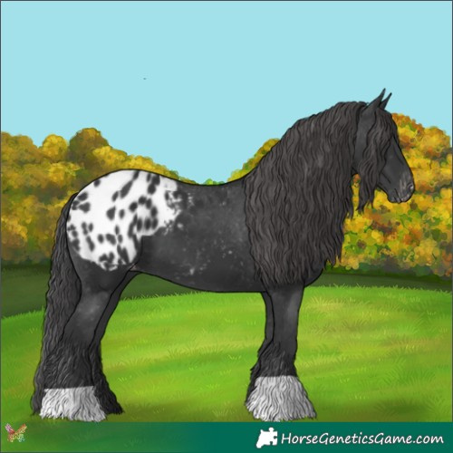 Horse Color:Black Appaloosa 