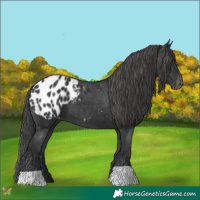Horse Color:Black Appaloosa 