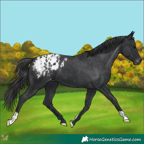 Horse Color:Black Appaloosa