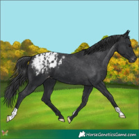 Horse Color:Black Appaloosa 