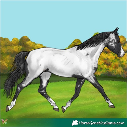 Horse Color:Black Appaloosa