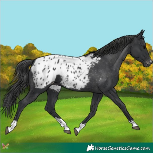 Horse Color:Black Appaloosa