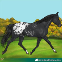 Horse Color:Black Appaloosa 