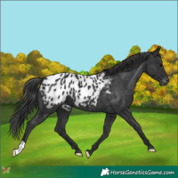 Horse Color:Black Appaloosa 