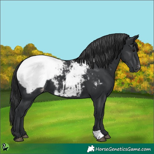 Horse Color:Black Appaloosa