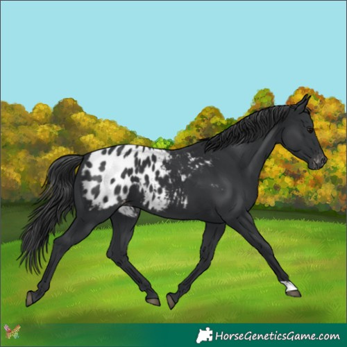 Horse Color:Black Appaloosa