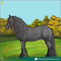 Horse Color:Black Appaloosa