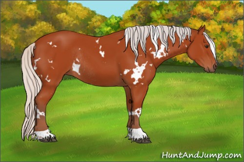 Horse Color:White Spotted Silver Brown Tobiano Rabicano 