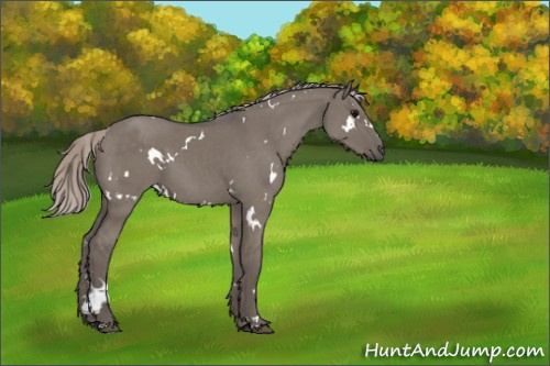 Horse Color:White Spotted Silver Grullo 