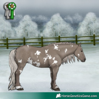 Horse Color:White Spotted Silver Grullo 