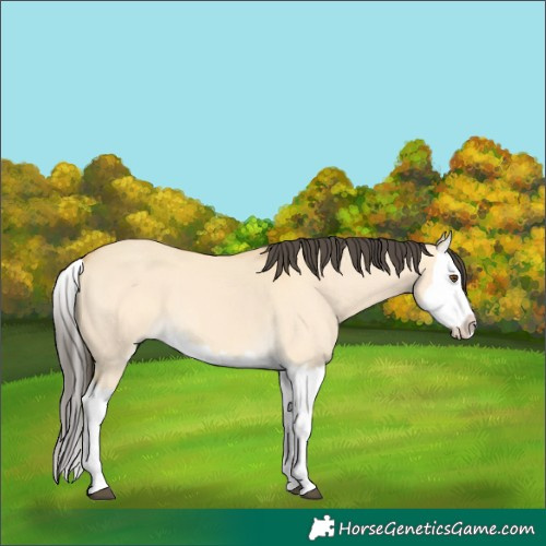 Horse Color:Buckskin Dun Splash 
