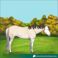 Horse Color:Buckskin Dun Splash 