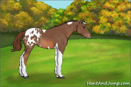 Horse Color:Chestnut Tobiano Appaloosa Rabicano 