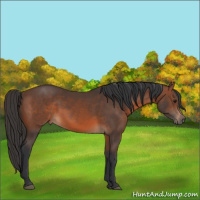 Horse Color:Brown 