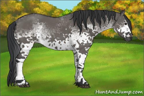 Horse Color:White Spotted Grullo Sabino 