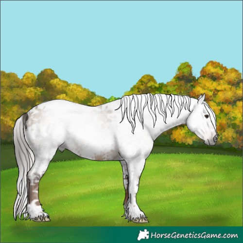 Horse Color:Gray White Spotted Liver Red Dun Frame Rabicano 