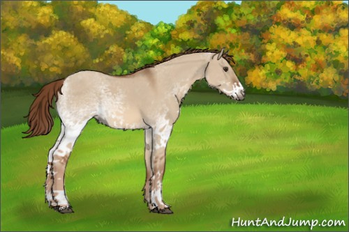 Horse Color:White Spotted Red Dun 