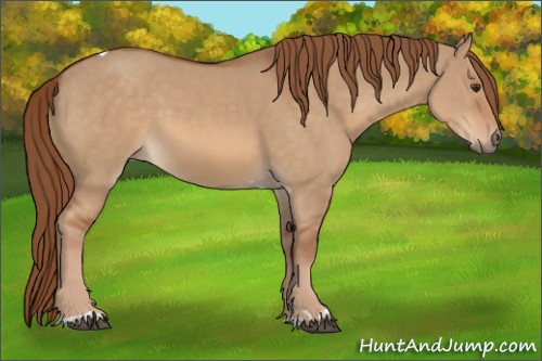 Horse Color:Red Dun Tobiano 