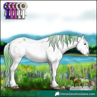 Horse Color:Watercolor White Spotted Black Sabino Splash 
