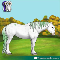 Horse Color:Watercolor White Spotted Black Sabino Splash 