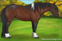 Horse Color:Brown Tobiano 