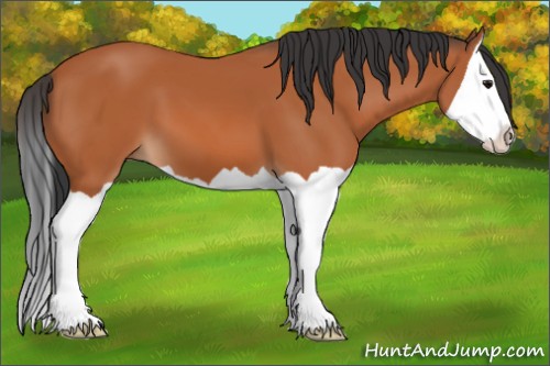 Horse Color:Bay Splash 