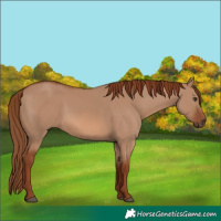 Horse Color:Red Dun 