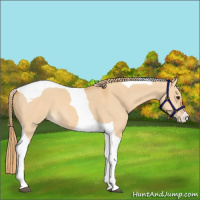 Horse Color:Red Dun Tobiano 