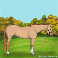 Horse Color:Red Dun Tobiano 