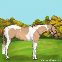 Horse Color:Red Dun Tobiano
