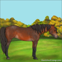 Horse Color:Bay 
