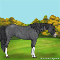 Horse Color:Blue Roan Splash 