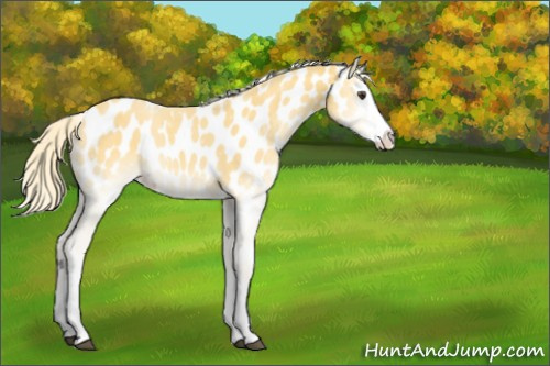 Horse Color:Palomino Onyx Splash Appaloosa 