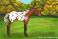 Horse Color:Silver Bay Appaloosa 